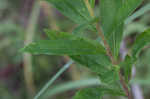 Canada goldenrod